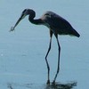 Great Blue Heron -catching dinner